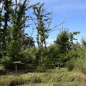Golden-breasted Capuchin island
