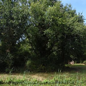 small part of Chimpanzee island