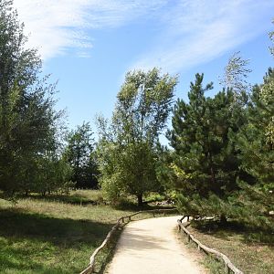 Barbary Macaque walkthrough