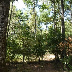 Barbary Macaque walkthrough