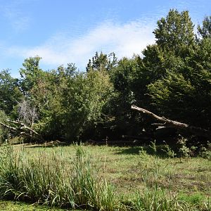 Part of Chimpanzee island