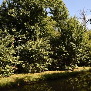 Brown Spider Monkey island