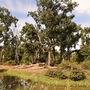 Gorilla & Colobus island