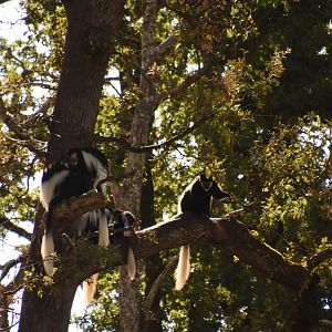 Colobus family