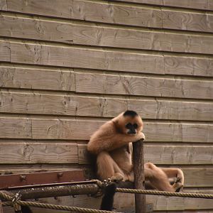 Southern White-cheeked Gibbon