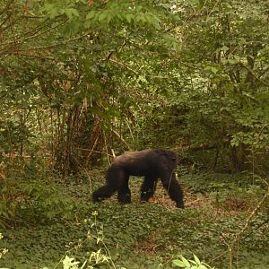 Chimpanzee on a stroll