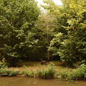 Woolly Monkey on its island