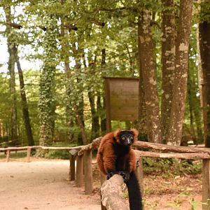 Red-ruffed Lemur in walkthrough