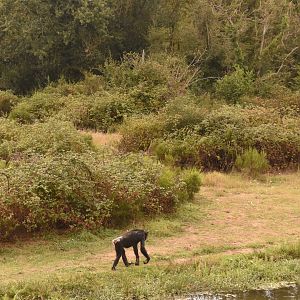 Bonobos on their island