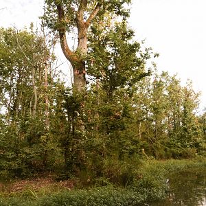 part of Bonobo island