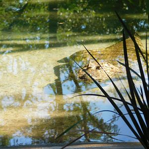 Broad-snouted-caiman - Belo Horizonte zoo