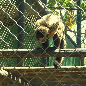 Capuchin monkey - Belo horizonte zoo