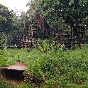 Chimpanzee exhibit - Belo horizonte zoo