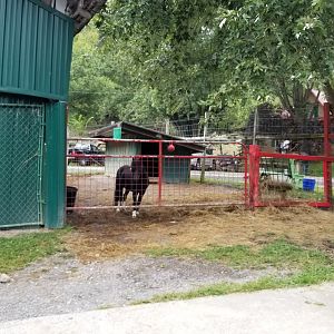 Briarwood Ranch SP - Pony between building and road