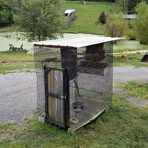 Briarwood Ranch SP - Iguana, unknown species