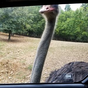 Briarwood Ranch SP - Ostrich