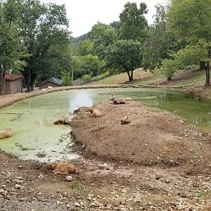 Briarwood Ranch SP - Pere David's Deer
