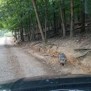 Briarwood Ranch SP - Pig