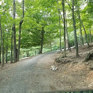 Briarwood Ranch SP - Fallow deer in road