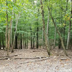 Briarwood Ranch SP - Example of wooded areas