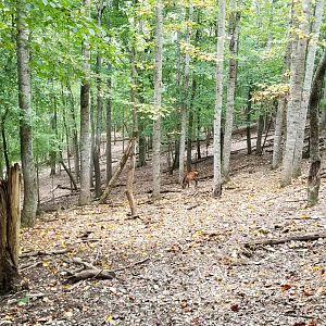 Briarwood Ranch SP - Elk