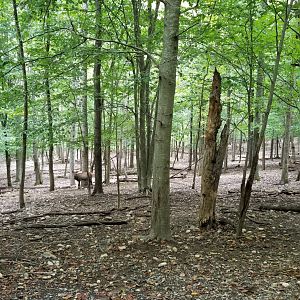 Briarwood Ranch SP - Elk