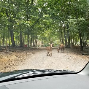 Briarwood Ranch SP - Aoudad and Elk in road