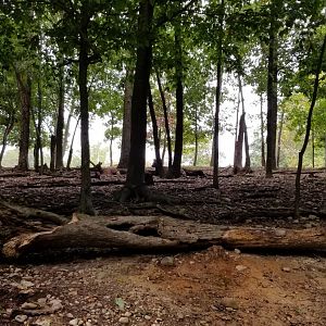 Briarwood Ranch SP - Deer and elk