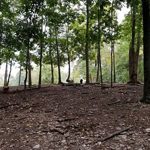 Briarwood Ranch SP - Is that an Axis in the middle, with antlers?