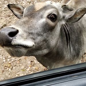 Briarwood Ranch SP - Zebu