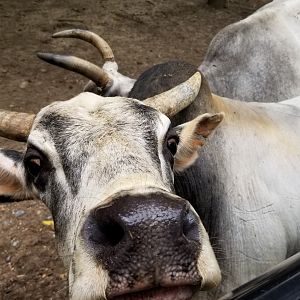 Briarwood Ranch SP - More zebu