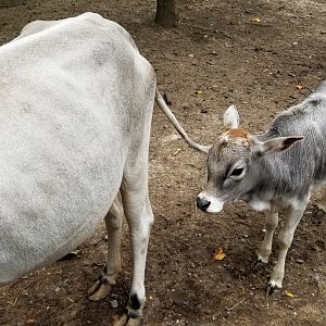 Briarwood Ranch SP - Baby zebu