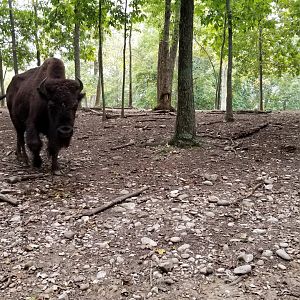 Briarwood Ranch SP - Bison coming through trees