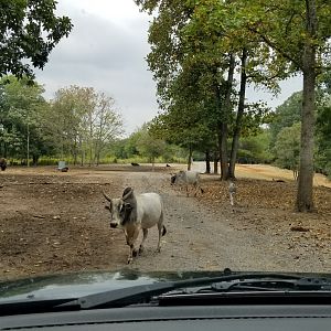 Briarwood Ranch SP - Zebu, bison feeding area