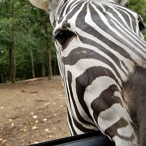 Briarwood Ranch SP - Zebra