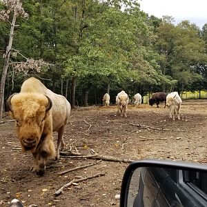 Briarwood Ranch SP - Bison herd