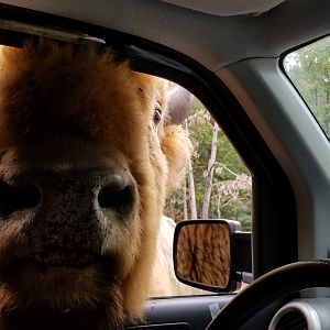Briarwood Ranch SP - Largest bison
