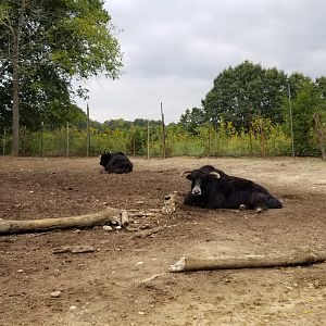 Briarwood Ranch SP - Yak