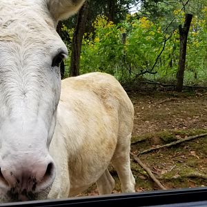 Briarwood Ranch SP - Horse