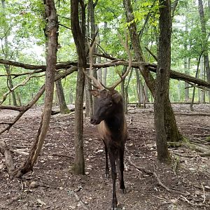 Briarwood Ranch SP - Elk