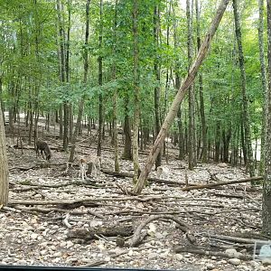 Briarwood Ranch SP - Fallow deer and elk