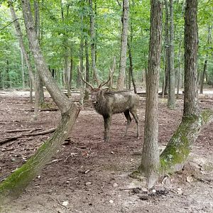 Briarwood Ranch SP - Muddy elk