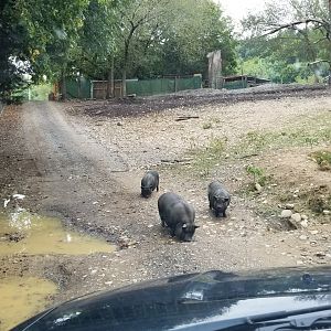 Briarwood Ranch SP - Pigs in the road