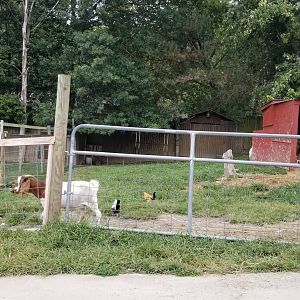 Briarwood Ranch SP - More goats, chickens, Sulcata tortoise