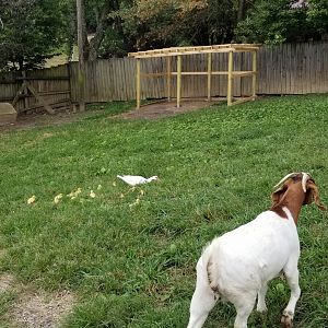 Briarwood Ranch SP - Baby Chicks, goat