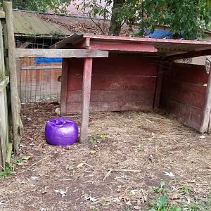 Briarwood Ranch SP - Baby camel