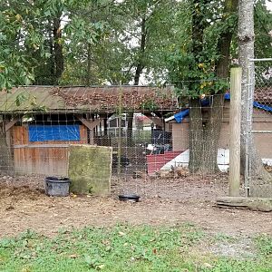 Briarwood Ranch SP - Baby camel/back yard with dogs, pigs