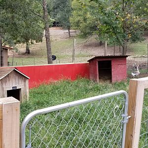 Briarwood Ranch SP - Muntjac yard