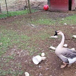 Briarwood Ranch SP - Goose