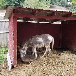Briarwood Ranch SP - Donkey